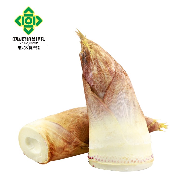 三侬公社上虞尚品 绍兴特产新鲜毛笋农家现挖黄泥春笋 长塘毛笋 2500g