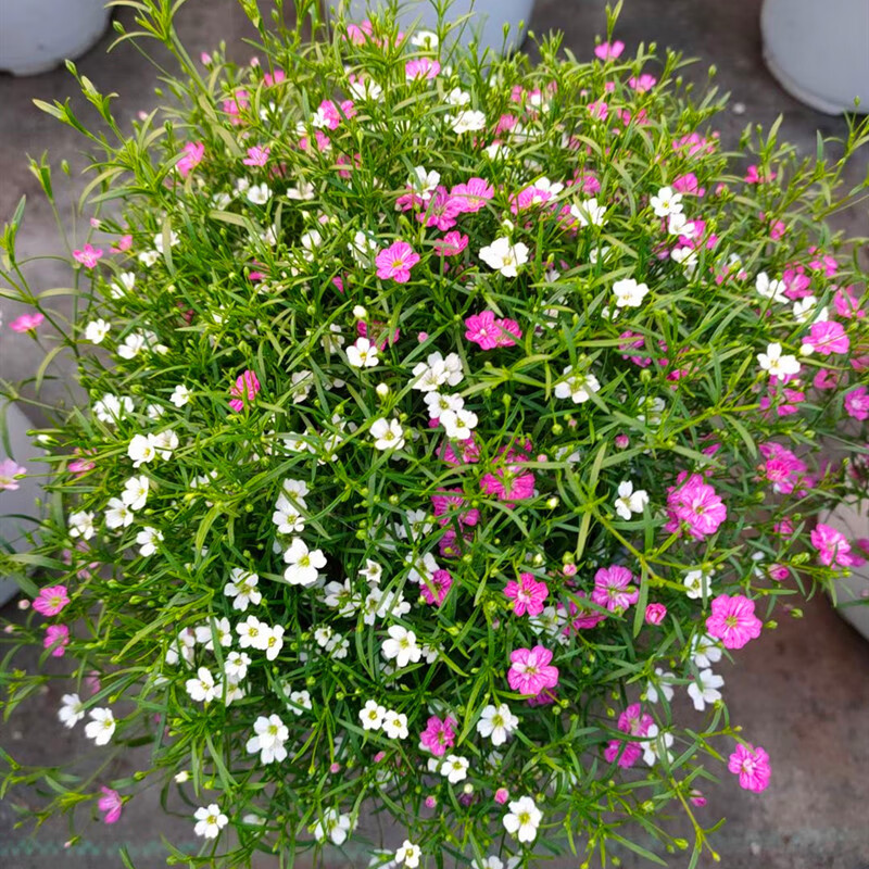 吉普赛满天星盆栽耐寒室内阳台庭院花卉细叶满天星花期长好养 吉普赛