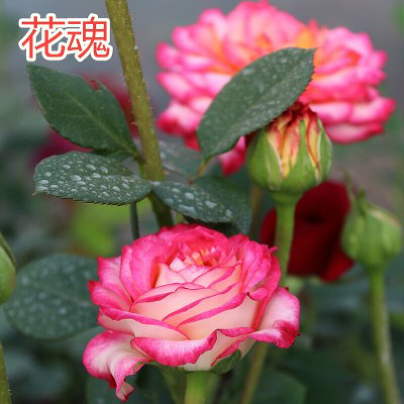 花友 大花月季花苗嫁接月季树苗玫瑰花苗欧月庭院阳台盆栽花卉z1 花魂