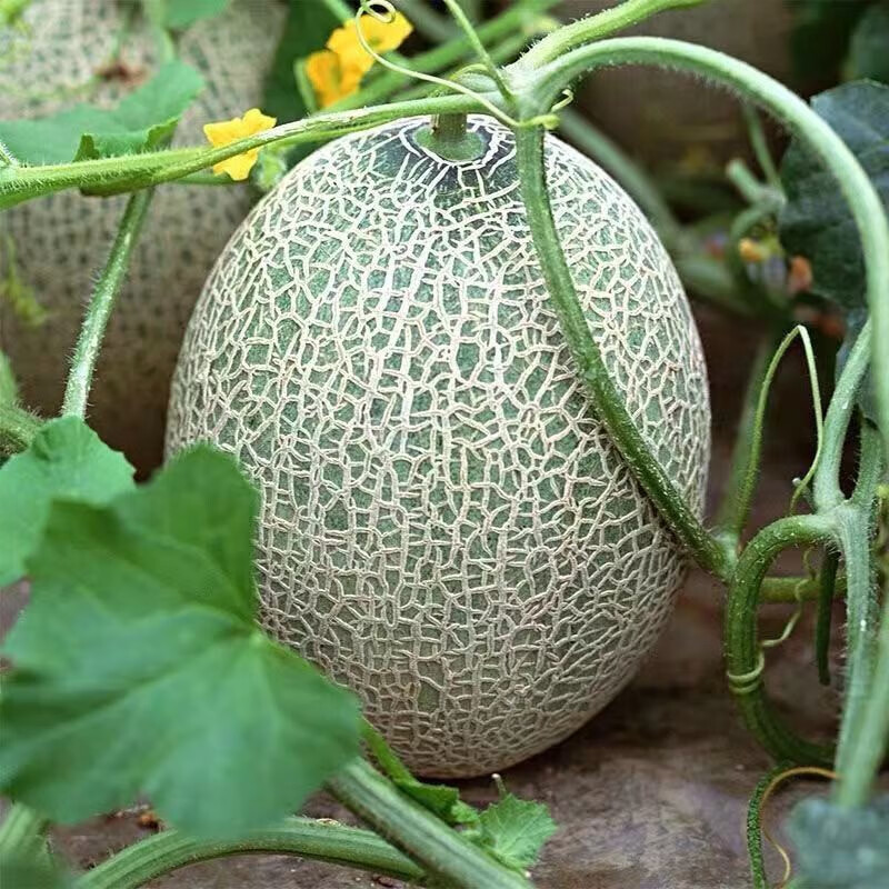 果迎鲜哈密瓜 新鲜水果 蜜瓜西州蜜 甜瓜 净果4.5斤整箱5斤装