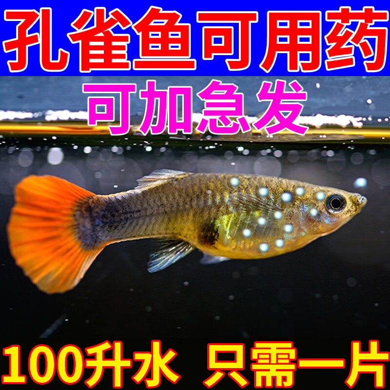 泰沂孔雀鱼专用药腹水烂肉烂尾炸鳞水霉白点白毛白絮抗菌消炎康复剂