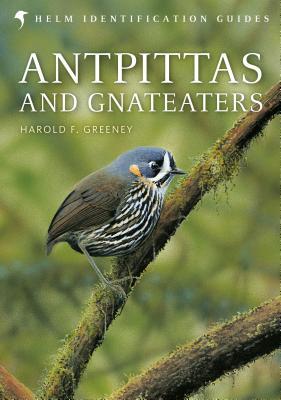 预订Antpittas and Gnateaters