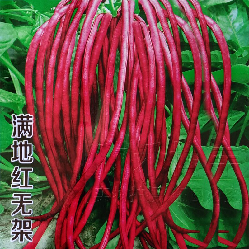 春秋红豇豆种籽家种四季豆角扁豆蔬菜孑 红无架豆种子【5包 约100粒】