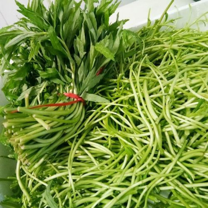 草庄 芦蒿种子南京特产菜泥蒿苔水篙柳蒿茼蒿菠蒿蒌
