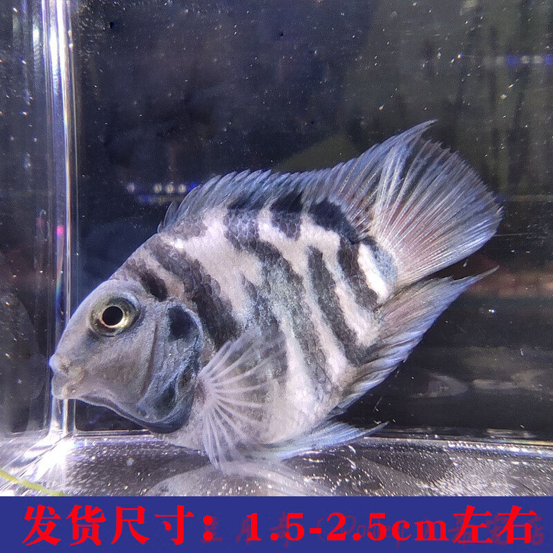 迷你鹦鹉鱼活体鱼小型淡水热带观赏鱼苗三湖慈鲷宝蓝白金繁殖种鱼