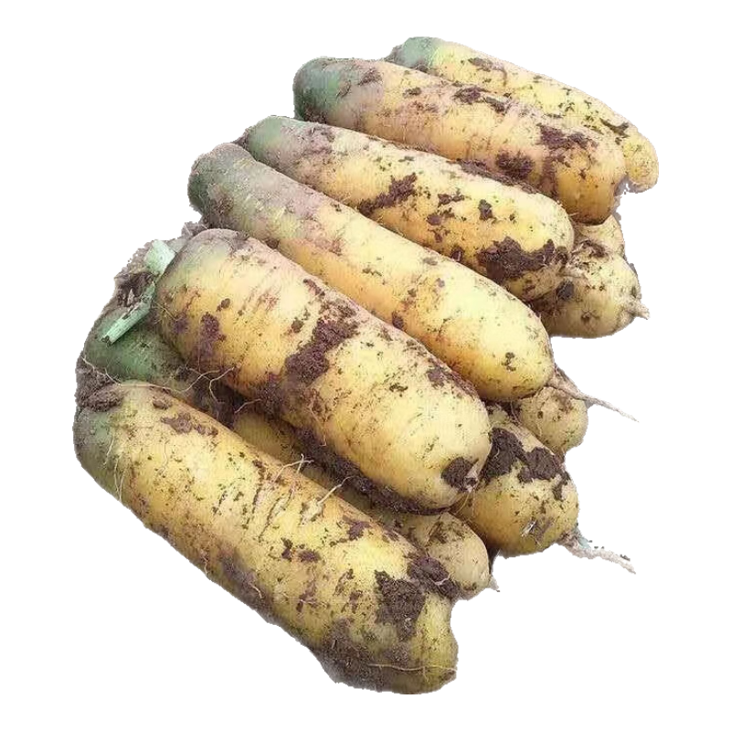 山西運(yùn)城黃胡蘿卜新鮮胡蘿卜蔬菜新疆手抓飯?zhí)}卜非紅皮青白蘿卜 現(xiàn)挖黃胡蘿卜 凈重 8.5斤