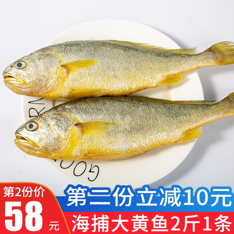渔哥戏鱼 黄花鱼 新鲜冷冻大黄花鱼 活冻大黄鱼  生鲜鱼类 2斤1条