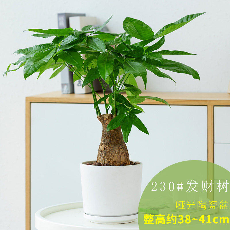 适用于发财树盆栽树桩花卉绿植物室内四季常青客厅办公室大号金钱树