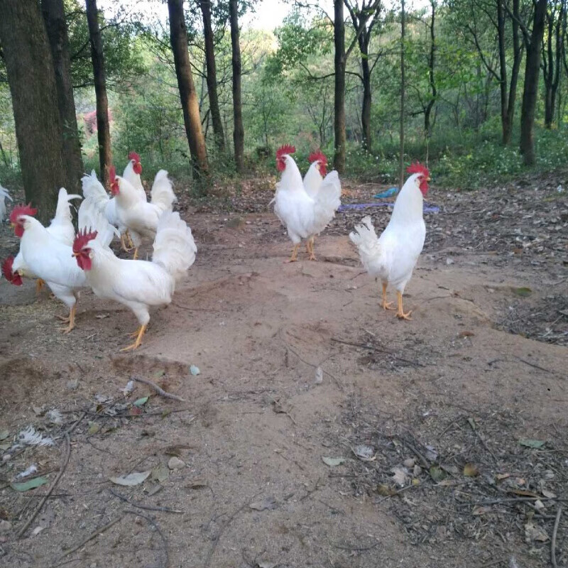 虎钢馋引纯白无杂毛白大公鸡活的土公鸡草鸡笨鸡白毛鸡