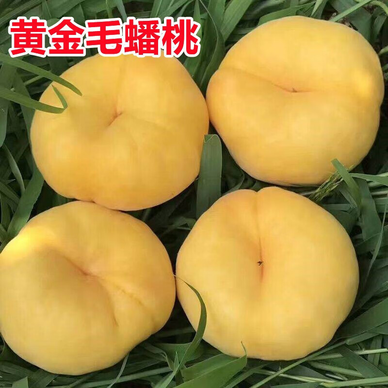 蟠桃树苗嫁接特大蟠桃苗美国红蟠黄金蟠桃树苗南北方当年结果蟠桃树苗