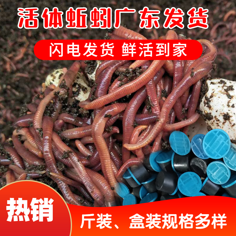 红蚯蚓活体 广东发货蚯蚓活饵活体鲜活盒装斤装红蚯蚓钓鱼鱼饵大平二