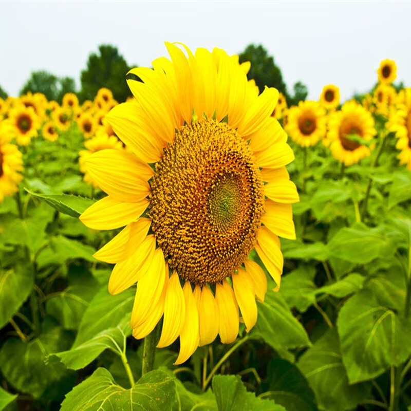 看花草林木类历史价格网站|花草林木类价格走势图