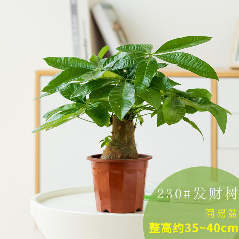 适用于发财树盆栽树桩花卉绿植物室内四季常青客厅办公室大号金钱树