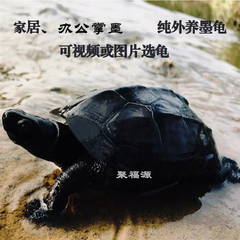 国龟墨龟全黑纯种顶墨特大墨龟苗宠物乌龟水龟中华草公龟异宠乌龟活体