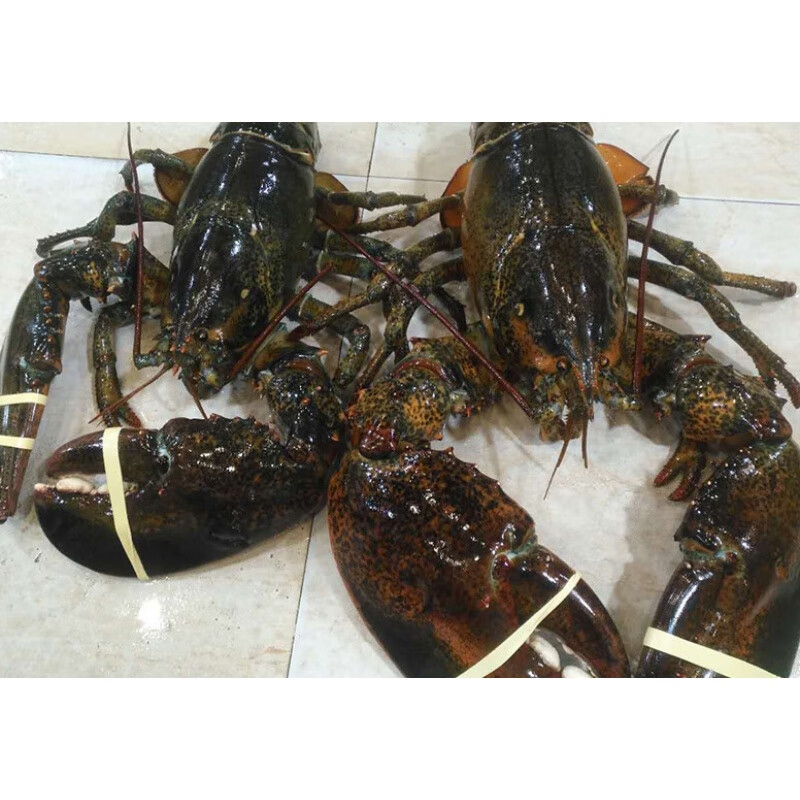 十里馋冷冻波士顿龙虾 海鲜冷冻冰鲜水产新鲜超特大龙虾3-15斤 1500g