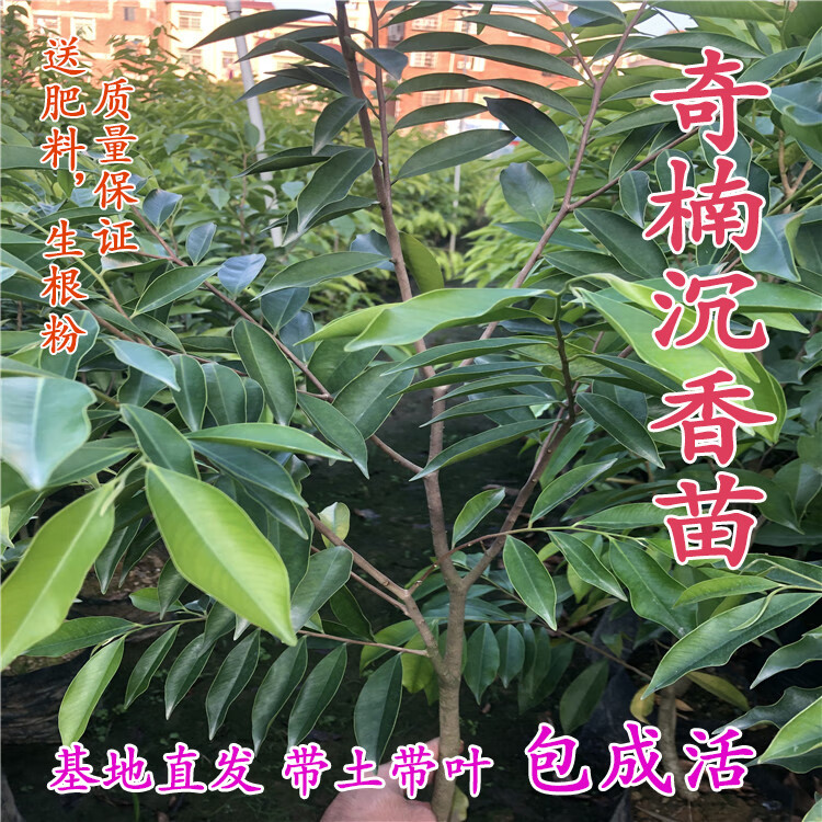 恩之达奇楠沉香苗越南奇楠沉香树苗实生苗名贵药材苗木珍贵树苗地盆栽