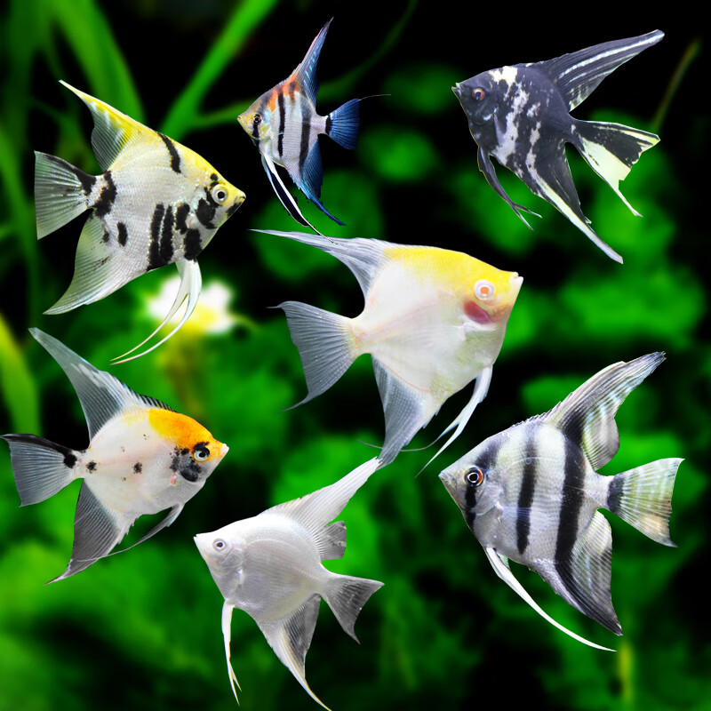 神仙鱼活鱼燕鱼秘鲁三色热带观赏鱼小型草缸好养耐活七彩神仙鱼苗 2.
