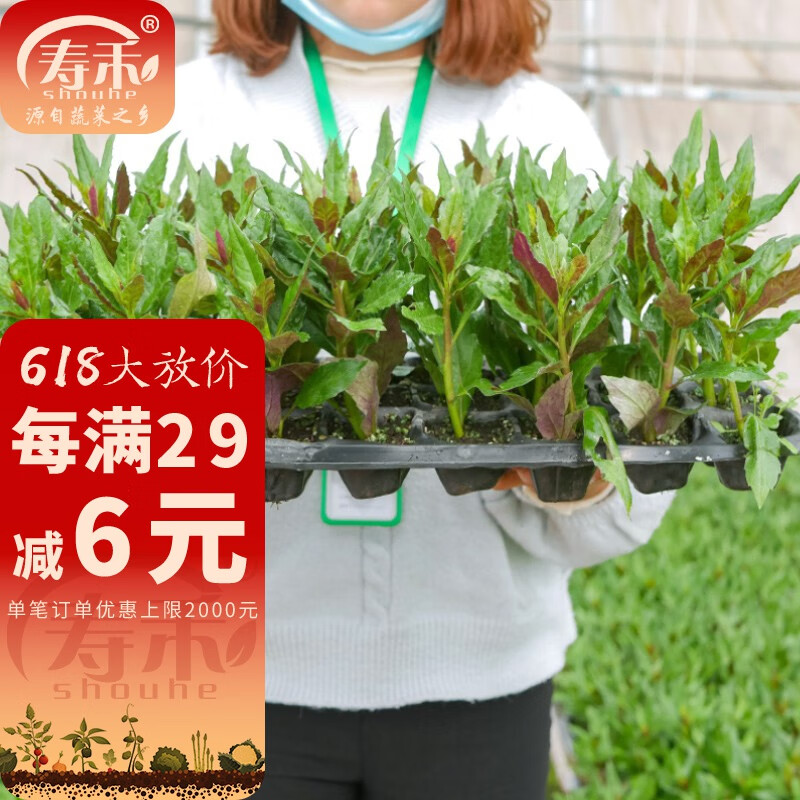 寿禾 紫背天葵苗紫背菜耐热蔬菜苗春冬季寿光明月草秧苗苗子 (紫背菜)