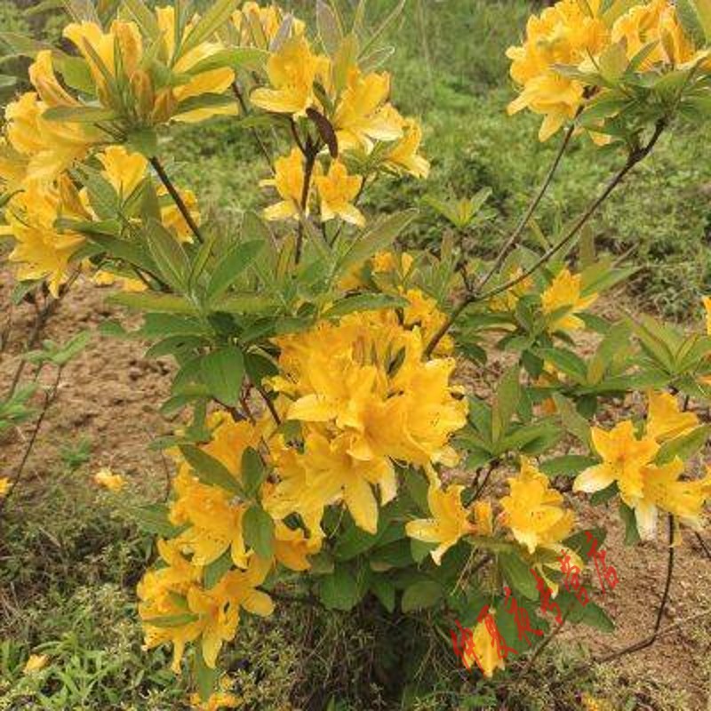 北京同仁堂原料野生中药材 三钱三花 毛老虎 八厘麻