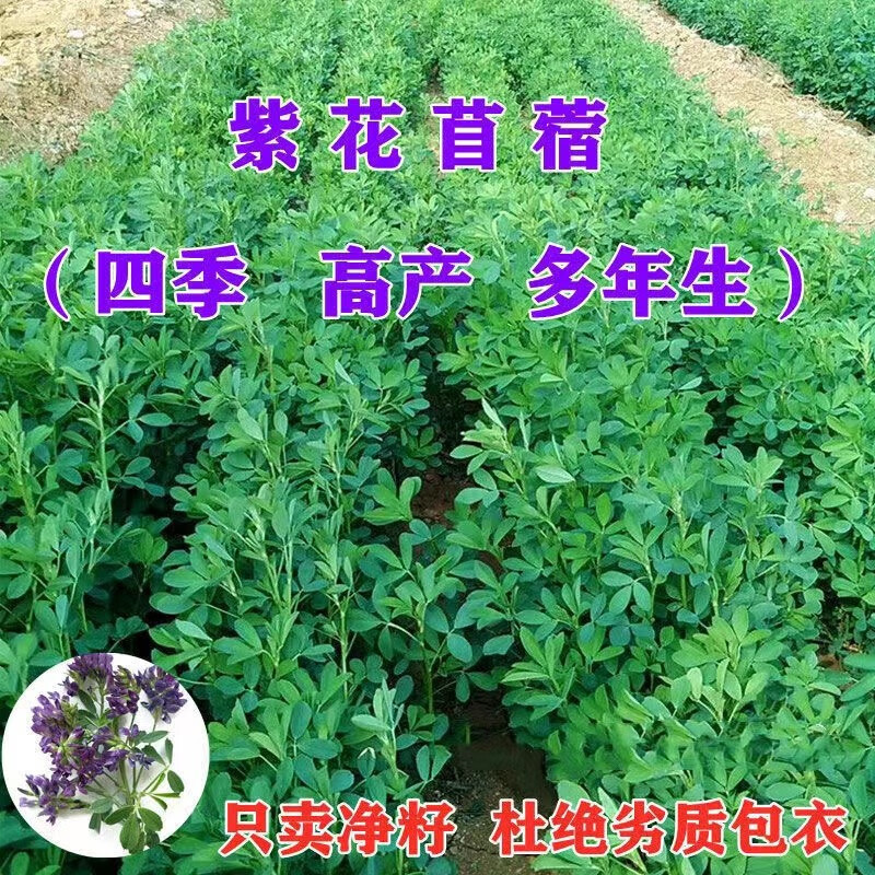 润韵进口紫花苜蓿种子多年生苜蓿草种子四季常青牧草鸡鸭鹅牛羊鱼草籽 进口紫花苜蓿净籽【二斤装】