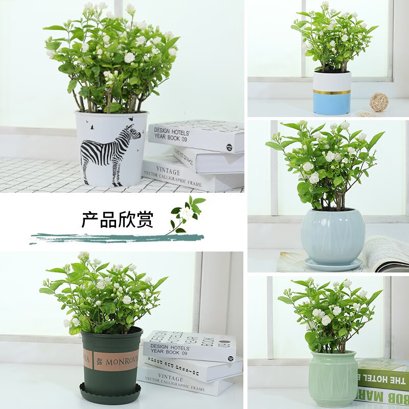 頑冒重瓣香水茉莉花苗双色虎头双瓣盆栽盆景四季绿植花卉老桩树根植物 10年老桩1棵【开花爆满】