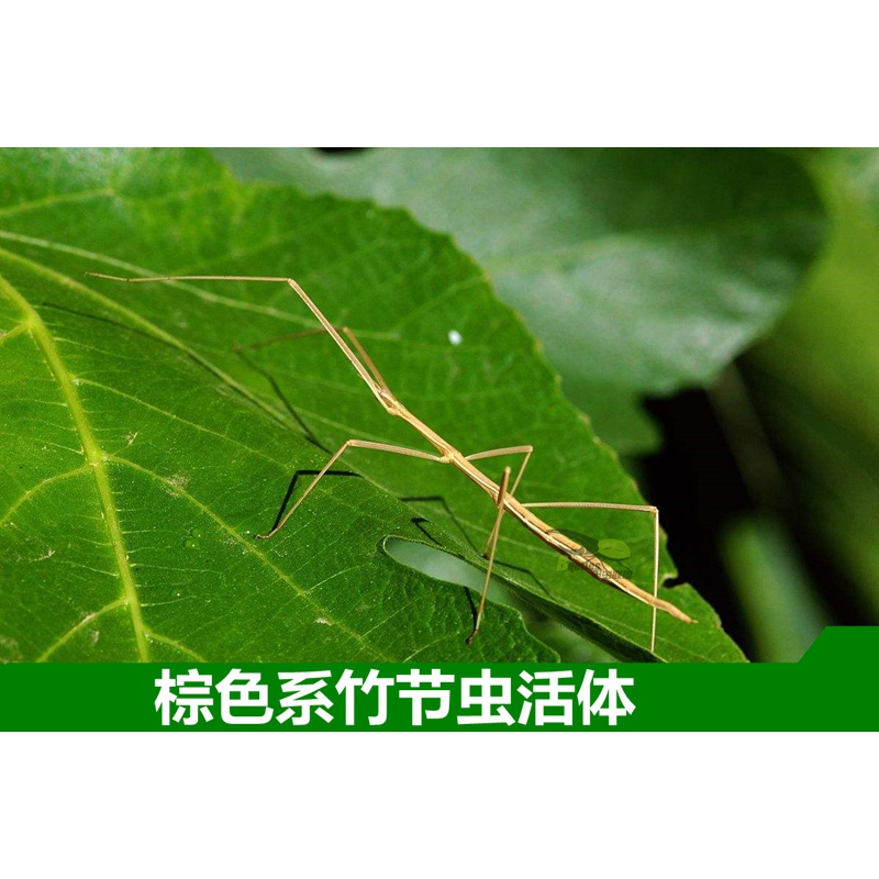 活体宠物昆虫叶子虫叶39竹节虫另类宠物巨扁卵吃芭乐月季玫瑰叶子