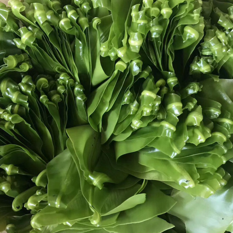 素界【顺丰/现货速发】新鲜山苏山苏叶 酒店特色菜 山苏菜鸟巢蕨 炒