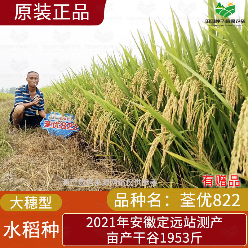荃优822稳产杂交水稻种子抗倒耐高温结实耐肥优质超级稻批发 【原装】