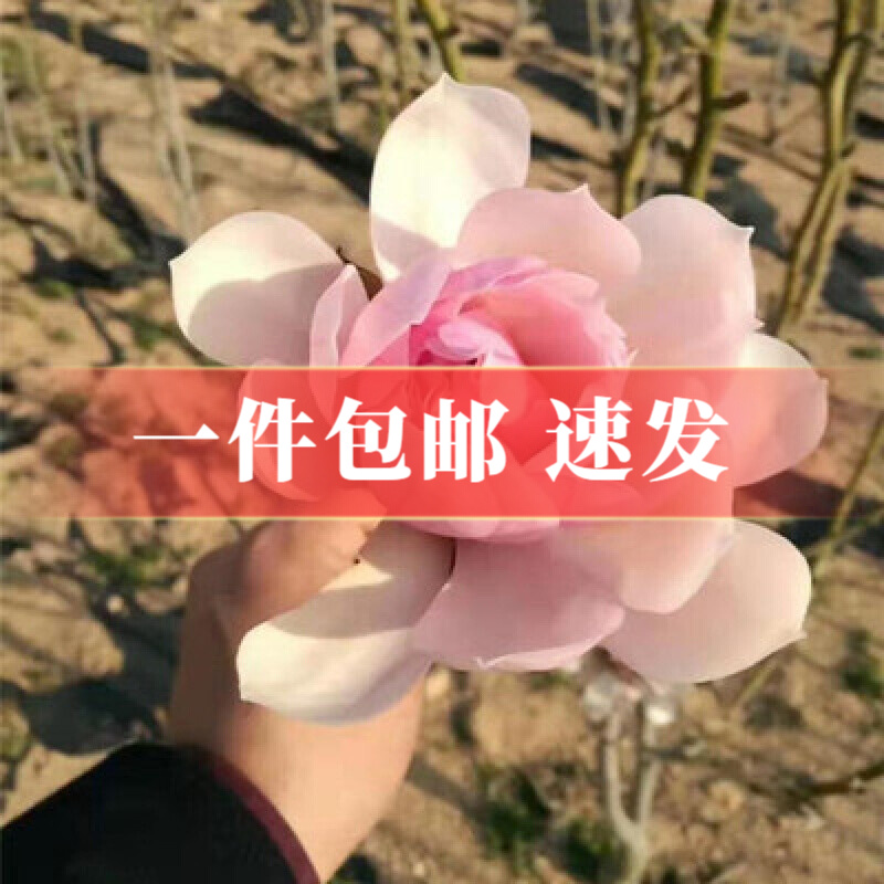 磊运娇红玉兰花树苗黄玉兰盆栽地栽绿化风景耐寒玉兰花苗大型庭院树木