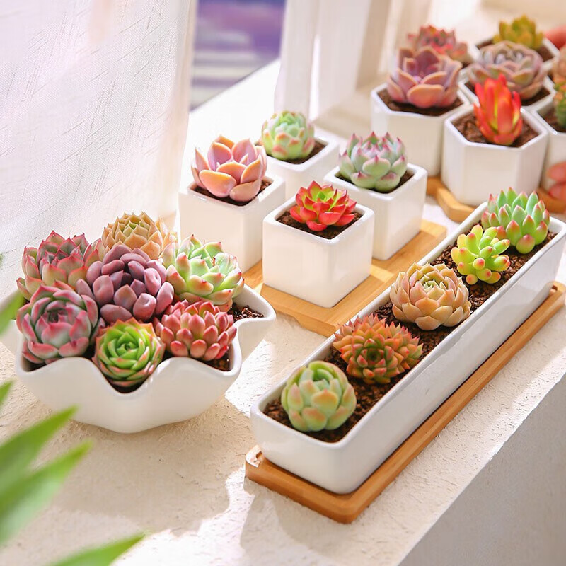 多肉植物組合套餐室內(nèi)花卉植物盆栽肉肉植物種植組合云南基地直發(fā) 長(zhǎng)條盆組合(含盆+竹托)