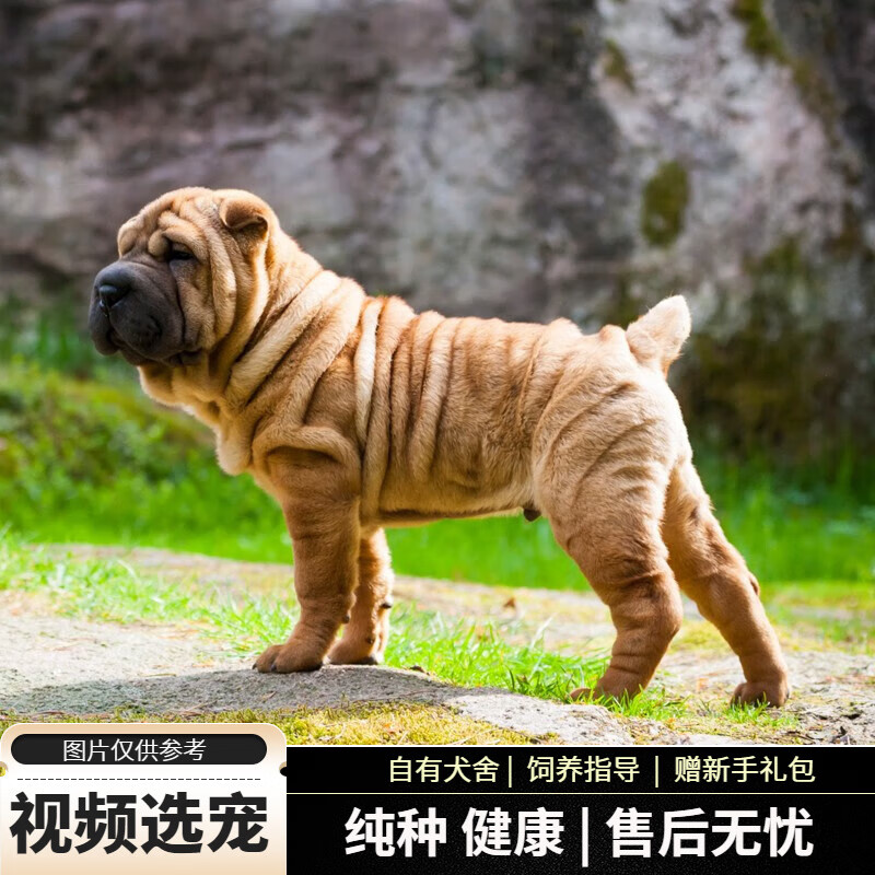 宠六福纯种沙皮犬幼犬宠物狗狗活体小狗活物幼崽 宠物级 母