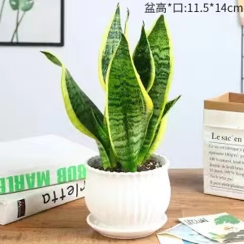 刘不丁金边虎皮兰吸甲醛盆栽多肉易活水培植物办公室内绿植客厅虎尾兰