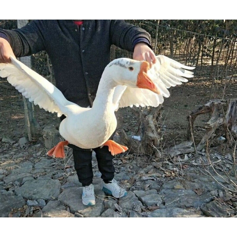 渔水肴老鹅散养青年鹅大公鹅土鹅农家整只新鲜活鹅 3年老鹅杀好7斤