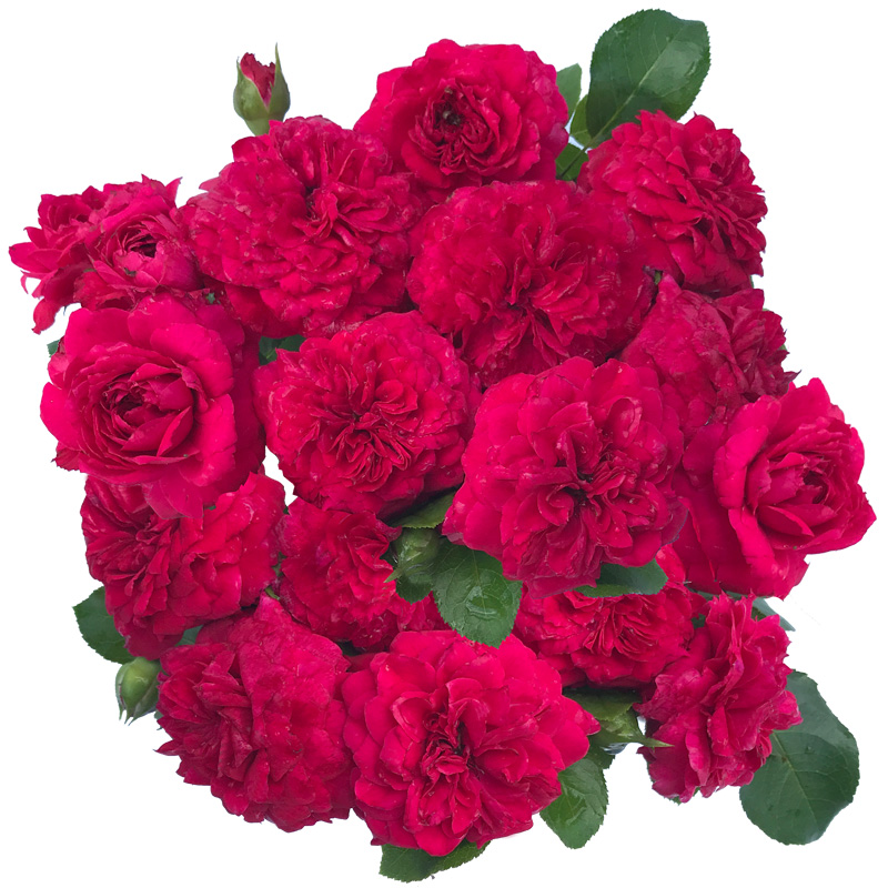 特大花浓香果汁阳台庭院花卉植物盆栽蔷薇玫瑰花苗z6 榴花秋舞 含盆