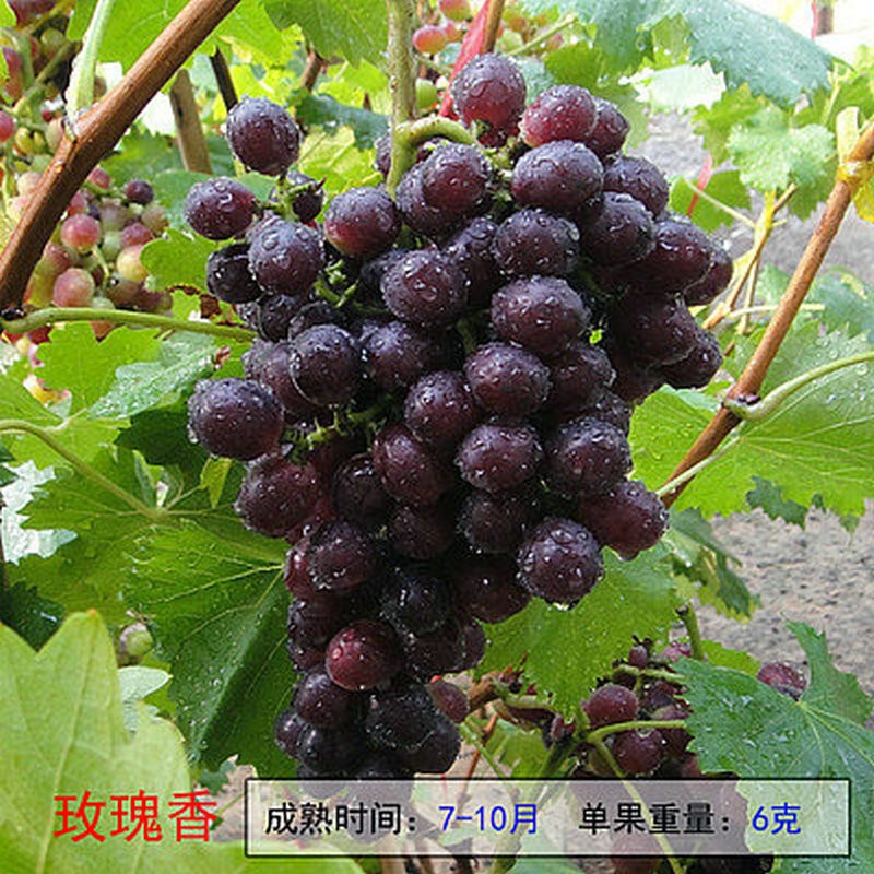 查苗木历史价格|苗木价格走势