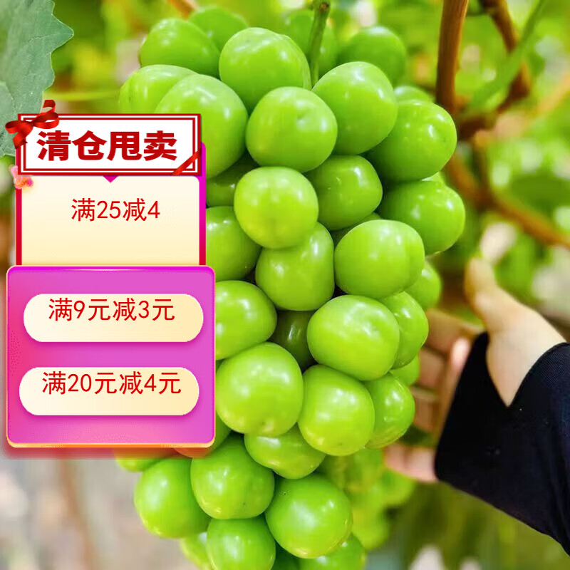 2025现摘阳光玫瑰葡萄新鲜晴王青提当季水果水晶提子非蓝宝石巨峰 带