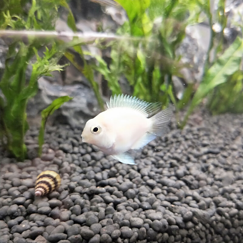 5-2.5白金鹦鹉3条