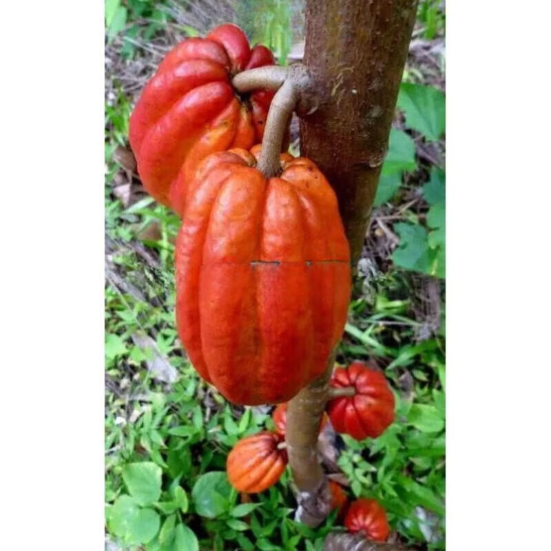 姒桀海南苗果苗果树苗盆栽原料亦可食用果树苗 正海南可可果1年优质苗