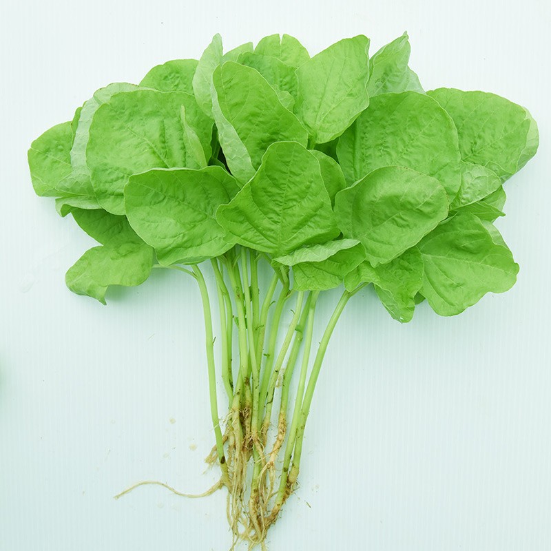 寿禾 苋菜种子圆叶红白青苋菜笕汉菜菜子家庭蔬莱春夏秋季播种业疏