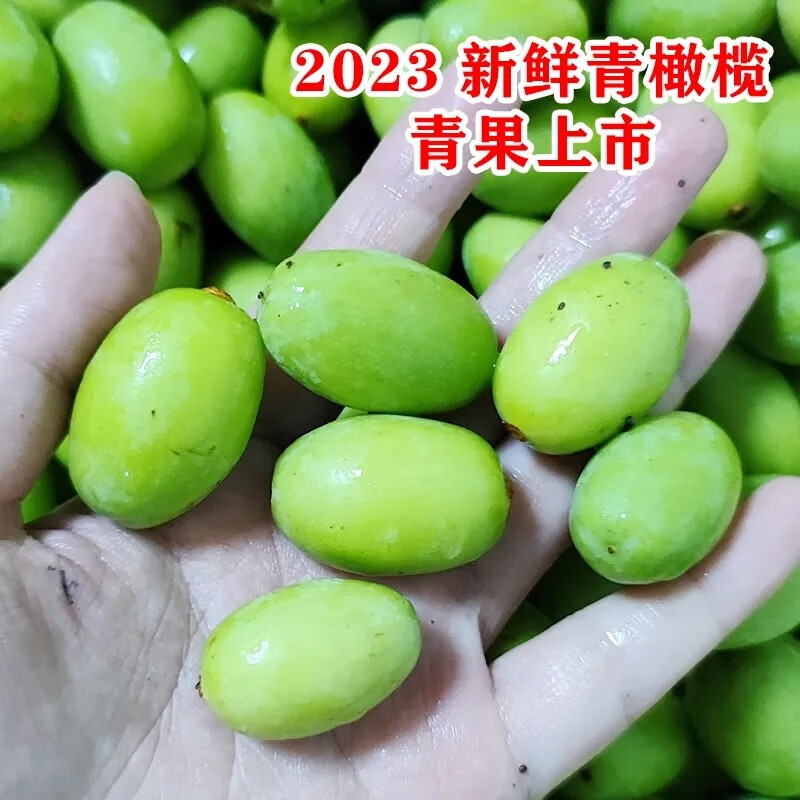 囧仙子现货土橄榄新鲜嫩果青果青橄榄现摘即发孕妇宝宝苦涩味外观绿 1