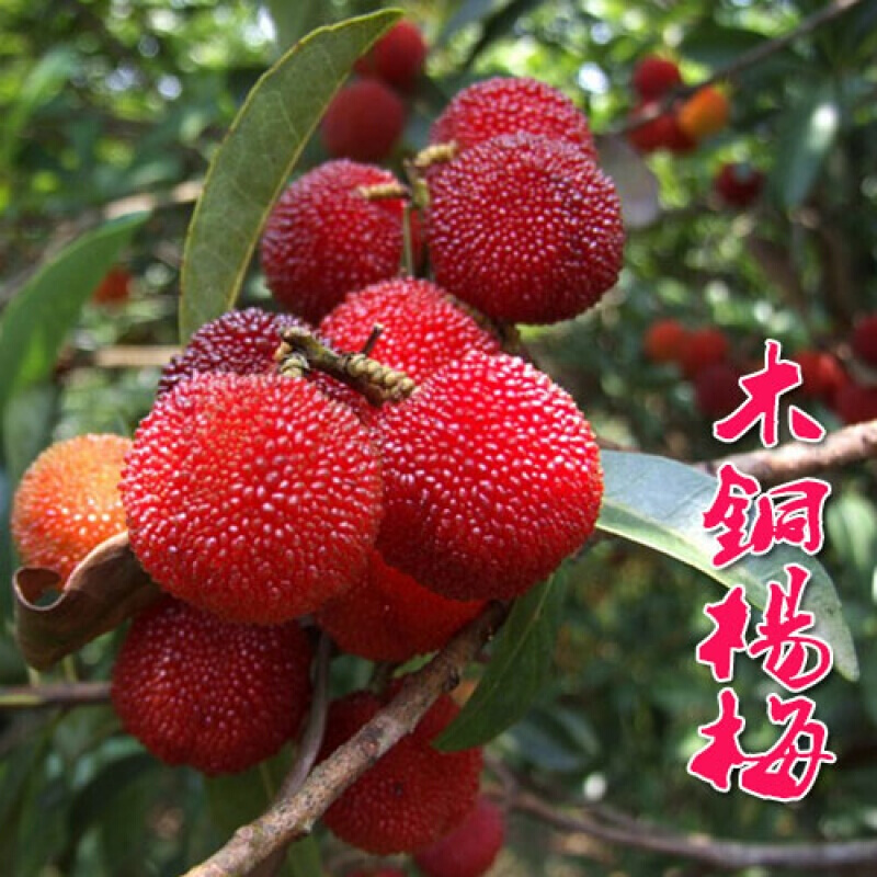 养花助手肥 木桐杨梅 5年苗当年结果