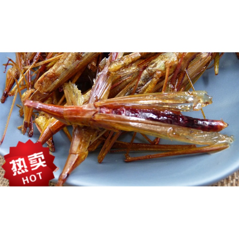 梦信剑角蝗蚂蚱尖头蚂蚱扁担钩稍木甲蚂蚱蝗虫50克