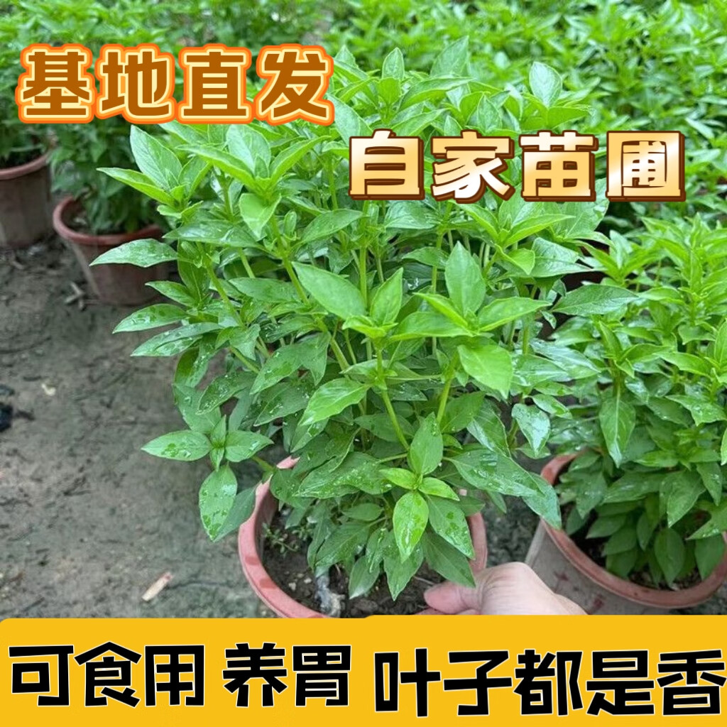 九层塔潮汕金不换盆栽食用主厨房九层塔盆栽食用罗勒植物香料甜罗 2年苗--叶子带清香味 带原土原盘