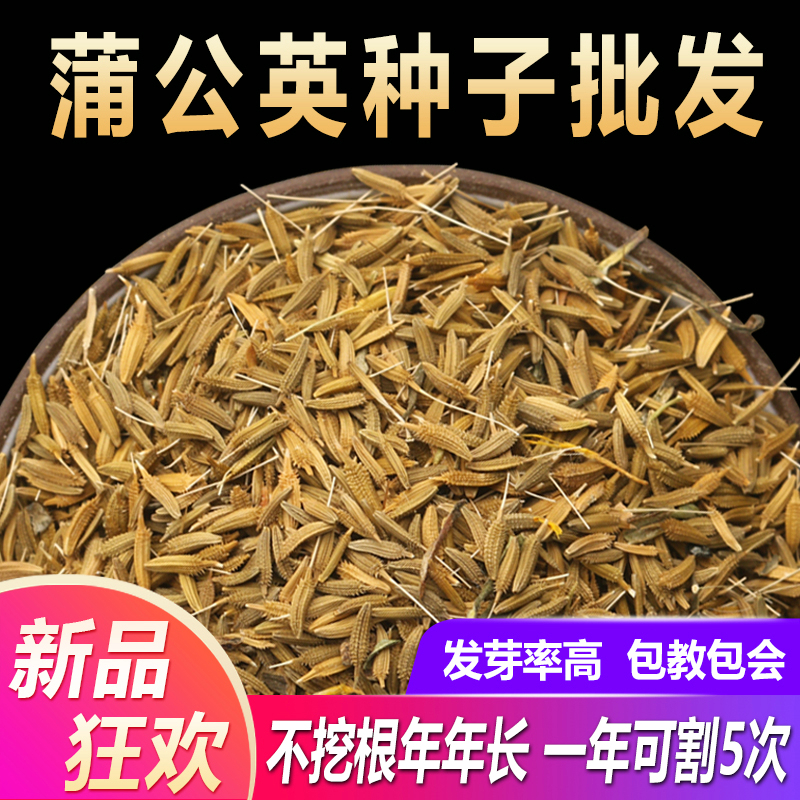 花俊蒲公英种子 野菜婆婆丁种子  蒲公英籽种 蒲公英种子3000粒