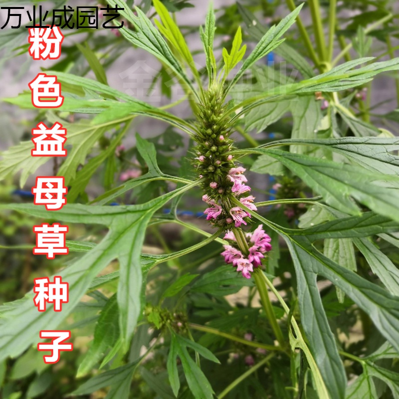 qcdd白花益母草种子中药材新种阳台四季盆栽蔬菜种籽耐寒喜阴食用