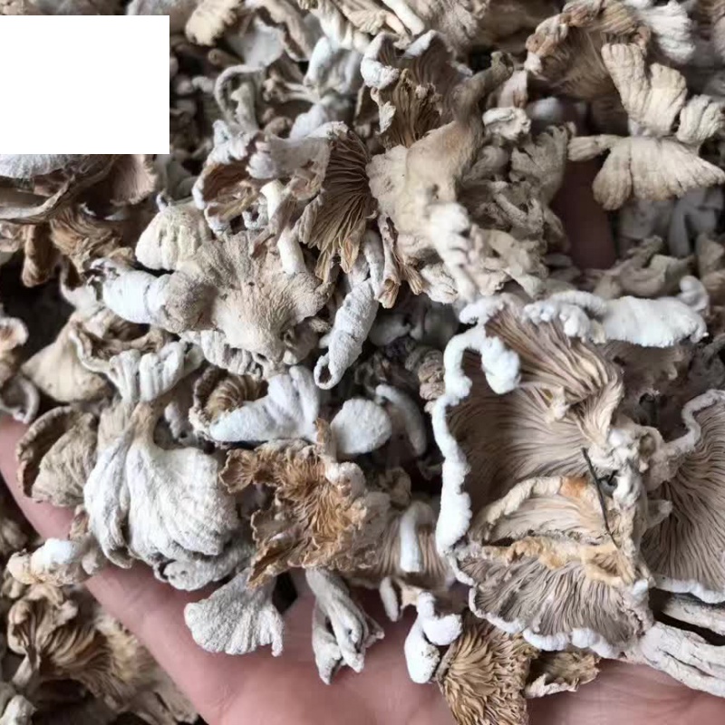 虎钢馋云南野生白参菌干货特级雪莲菌大片散装100g西双版纳特产
