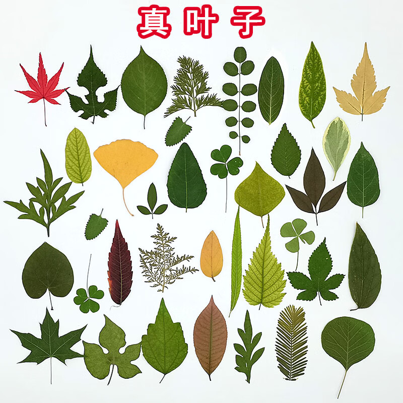 翰鸥斐天然真树叶植物标本幼儿园手工贴画儿童diy干树叶落叶手工材料