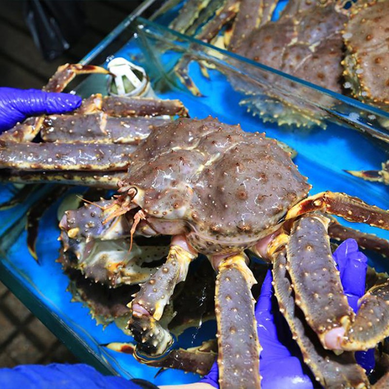 【冰鲜】佩隆鲜 阿拉斯加帝王蟹海鲜水产 冰鲜霸王蟹超大5-4.