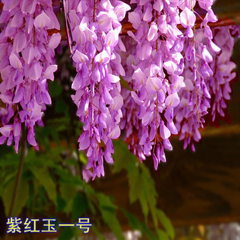 北方种植盆栽地栽当年开花50cm(含)60cm(不含) 紫玉一号【1公分粗】