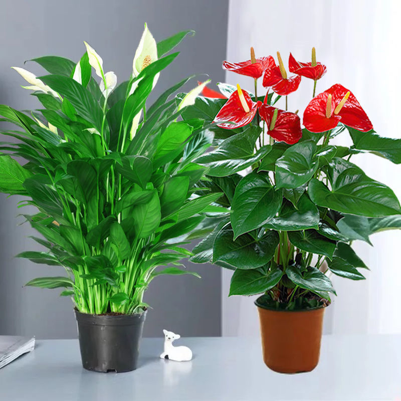 转角花坊 白掌盆栽一帆风顺水培植物办公室内花卉好水养的绿植红掌